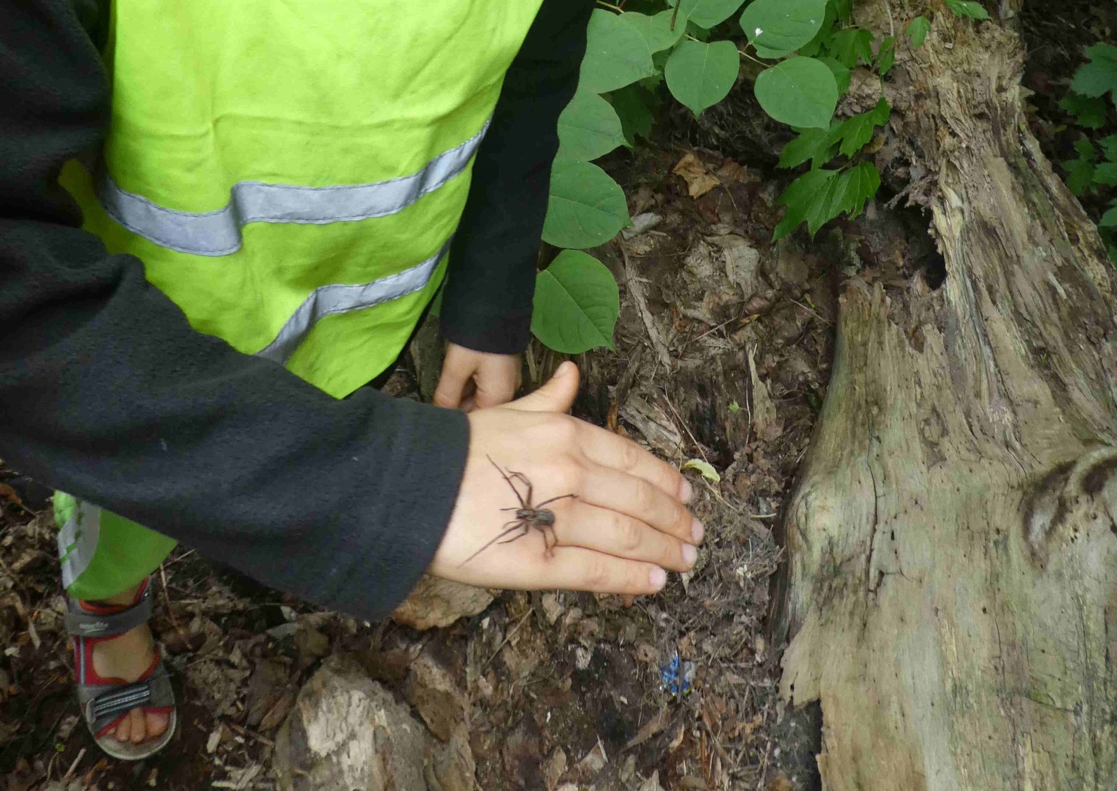 Entdeckung kleiner Waldtiere